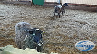 строительство фермы для овец
